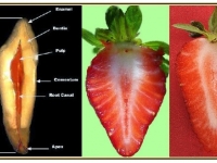 0ea13-dientes_fresas